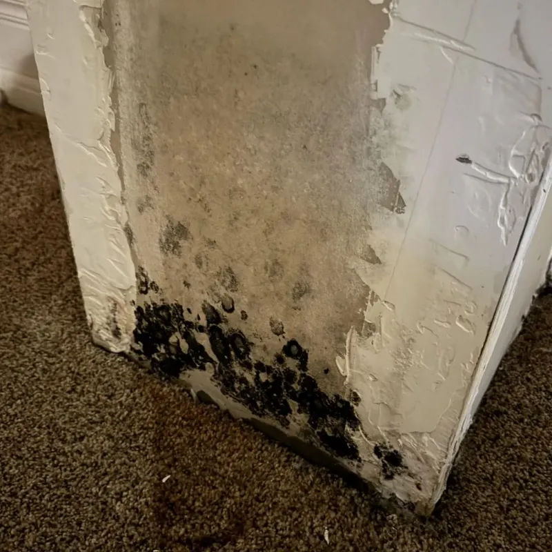 Professional Mold Removal in Auburn, NY